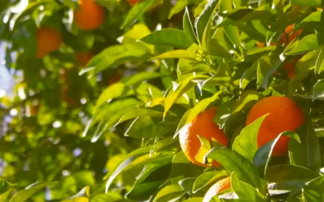 Setting the golden standard for refrigeration