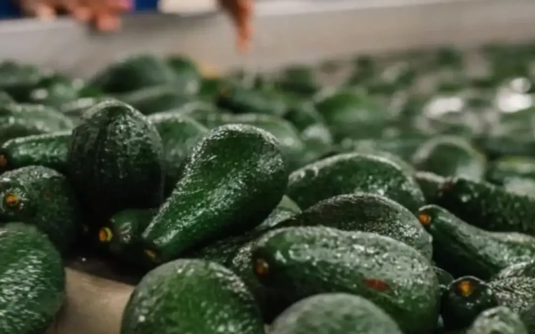 Local food industry stays ahead with innovative approach to cooling