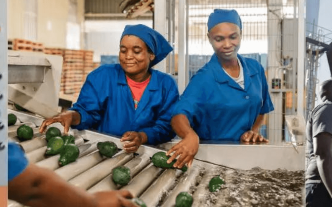 Servitisation can unlock capital and build food production resilience in ‘interesting times’