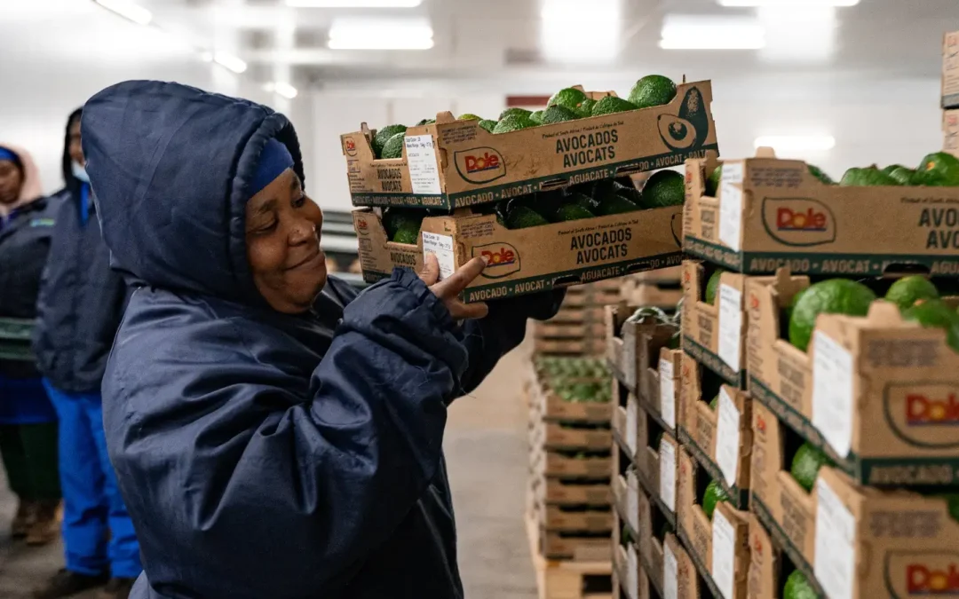 From risk to resilience: Letaba Pakkers’ cold chain reinvention