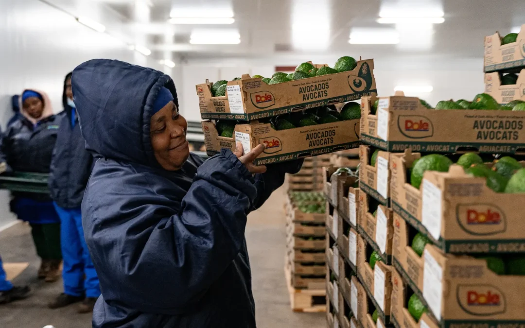 From risk to resilience: Letaba Pakkers’ cold chain reinvention